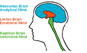 trois-cerveaux